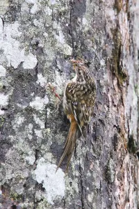 Sichuan Treecreeper, Sichuan Treecreeper