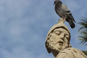 Sicily, Italy: the baroque statue with pigeon