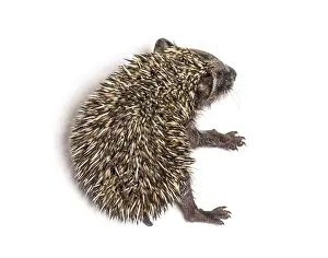 Sick Young European hedgehog in distress