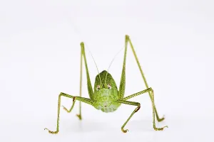 Sickle-Bearing Bush Cricket (Phaneroptera falcata)