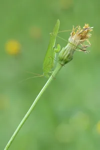Sickle-Bearing Bush-Cricket (Phaneroptera falcata)