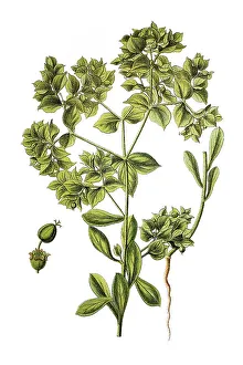 Sickle spurge (Euphorbia falcata)