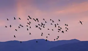 Sicklebird, Black Ibis, Plegadis falcinellus