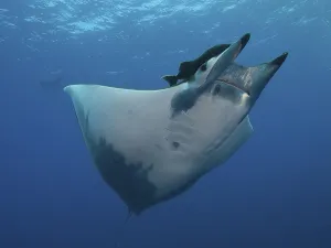Sicklefin Devil Ray or Box Ray (Mobula tarapacana)