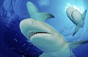 Sicklefin lemon shark (Negaprion acutidens)