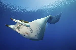 Sicklefin Mobula, Mobula tarapacana