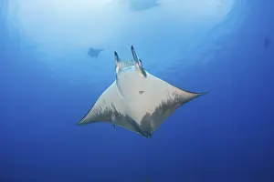 Sicklefin Mobula, Mobula tarapacana