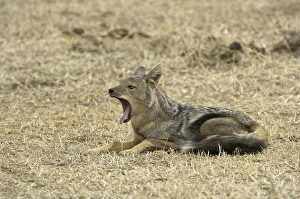 Side-striped Jackal (Canis adustus)