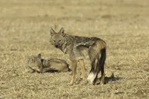 Side-striped Jackal (Canis adustus)