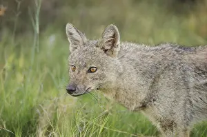 Side-striped jackal (Canis adustus)