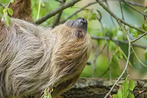Sideview portrait of A Linnaeus's two-toed sloth (Choloepus didactylus)