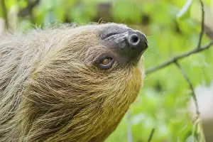 Sideview portrait of A Linnaeus's two-toed sloth (Choloepus didactylus)