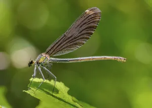 Sideways closeup shot of a sunny illuminated dragonfly in green back