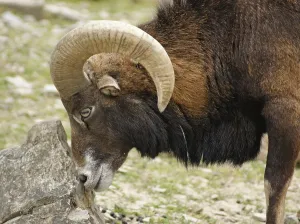 Sideways portrait of a mouflon while rubbing on a stone