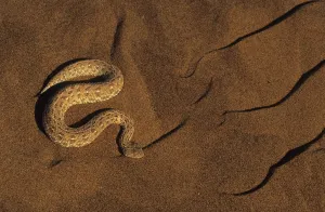Sidewinder Peringuay's Adder (Bitis peringueyi)