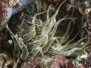 Siebanamone (Aiptasia mutabilis) with wavy tentacles on the seabed