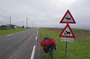Category Scandinavia Prints: Sign warns of reindeer and sheep on the road