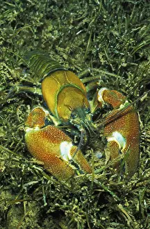 Signal Crayfish (Pacifastacus leniusculus)