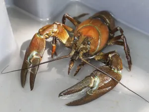 Signal crayfish (Pacifastacus leniusculus)