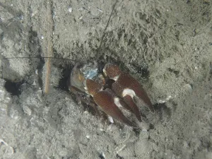 A signal crayfish (Pacifastacus leniusculus)