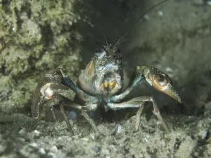 A signal crayfish (Pacifastacus leniusculus)