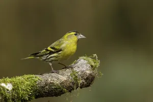 Sijs zittend op tak, Siskin sitting on branch