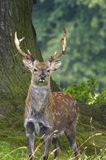 Sika Deer (Cervus nippon) closeup in the wild