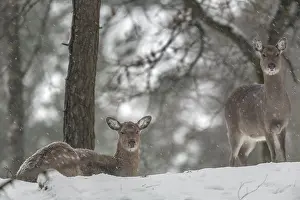 Two sika deer (Cervus nippon) females during snowfall in a sparse pine forest