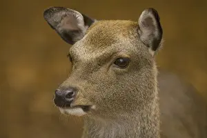 Sika Deer (Cervus nippon), immature female