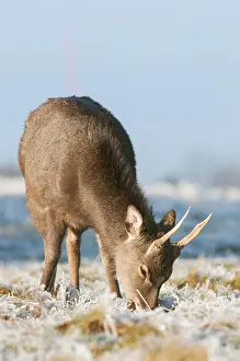 Sika deer (Cervus nippon) introduced species