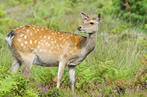 Sika deer (Cervus nippon) introduced species