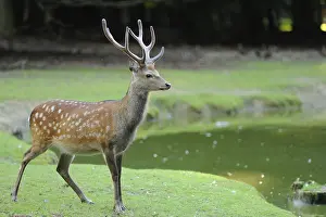 Sika deer (Cervus Nippon) male in a forest clearing