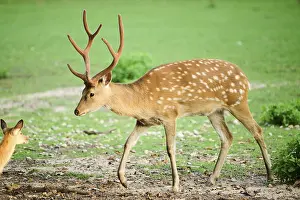 Sika deer (Cervus nippon) stag walking on a meadow
