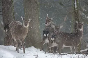 Sika deer herd (Cervus nippon) in the winter forest
