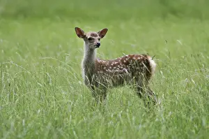 Sika deer or Japanese deer (Cervus nippon)