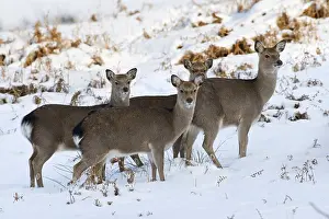 Sika deer, sika deers (Cervus nippon)