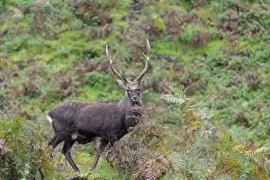 A sika deer stag (Cervus nippon) stands on a rocky but overgrown slope in search of food