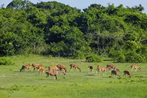 Sika or spotted deers herd in wood at Sri Lanka