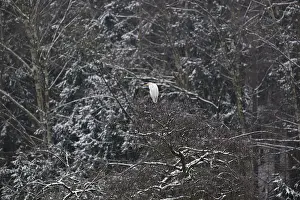 Silberreiher (Ardea alba) in einer schneebedeckten Baumkrone