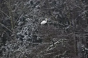 Silberreiher (Ardea alba) in einer schneebedeckten Baumkrone