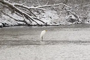 Silberreiher (Ardea alba) steht in einer winterlichen Flusslandschaft