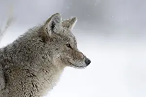 Silent observer... Coyote (Canis latrans) in winter
