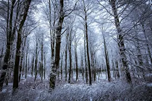 Silent winter forest