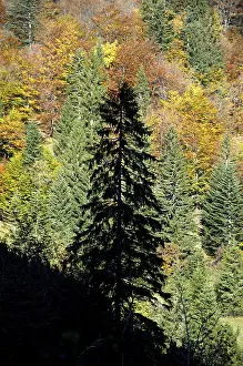 Silhouette of a conifer tree in front of autumn coloured mixed forest in the Bavarian Alps