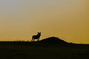 Silhouette of a cow standing on a small hill with a warm sunset in the background exuding tranquility