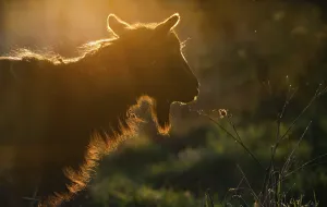 Silhouette of a goat head in sunset light