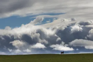 Silhouette of Icelandic Horse on Iceland with dark and light clouds