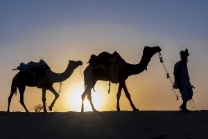 Silhouette of a man walking with his camels