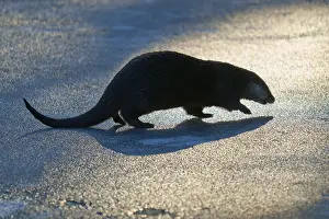 Silhouette of an otter in golden light with striking shadow on ice