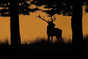 Silhouette of rutting red deer (Cervus elaphus)